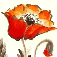 Amie image